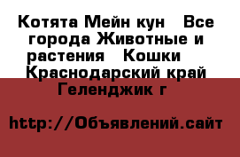 Котята Мейн кун - Все города Животные и растения » Кошки   . Краснодарский край,Геленджик г.